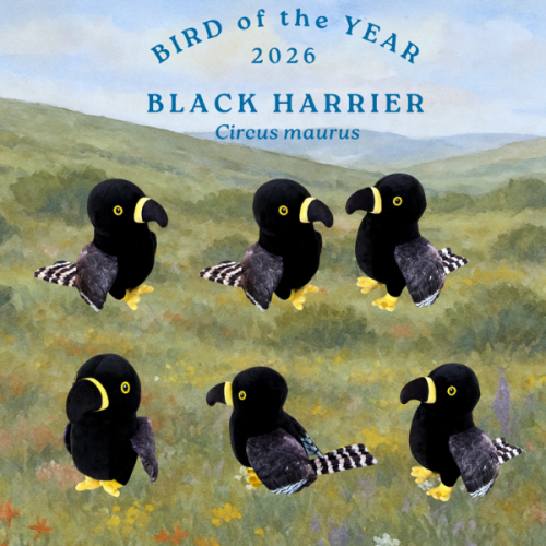 Black Harrier 2026 (Soft Toy)