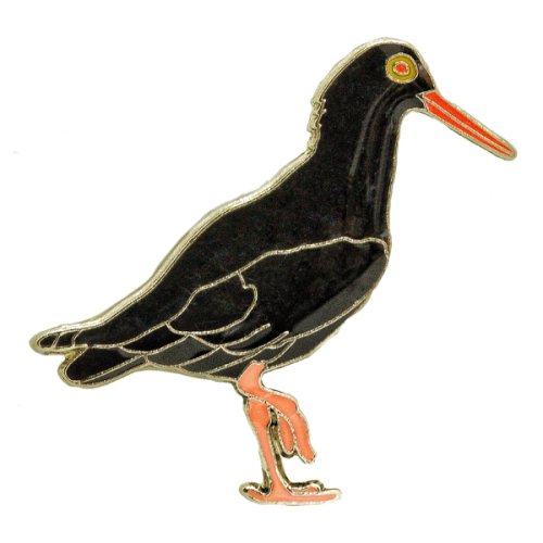 African Black Oystercatcher (2018)